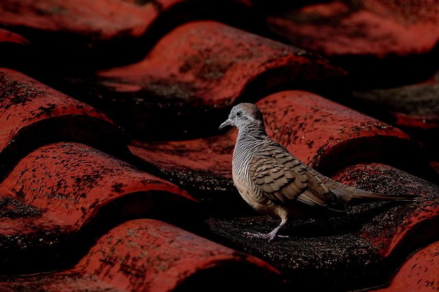 birds